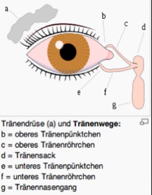 Tränendrüse1